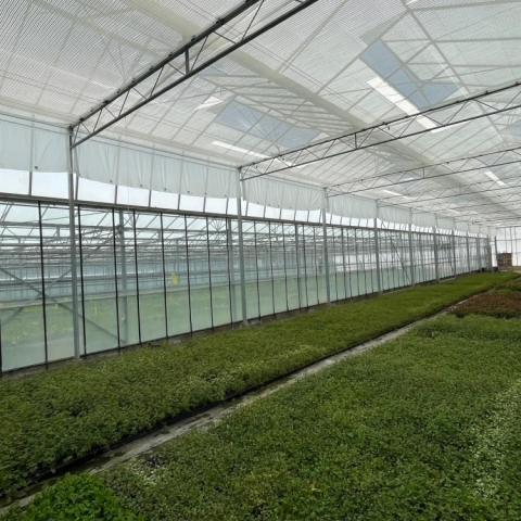 Maximising Efficiency: The Benefits of Energy-Saving & Shade Screens in Greenhouses