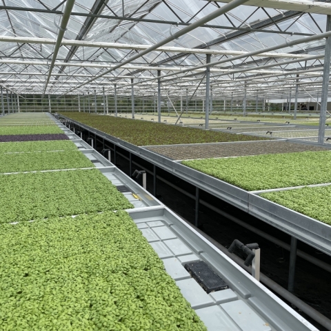 How to Maximise Space and Efficiency with Advanced Benching Systems for Growers