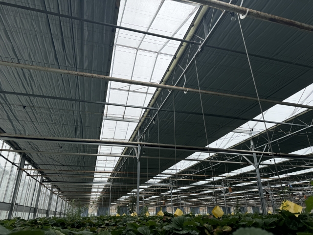 Summer Berry Company - Blackout screening renovation