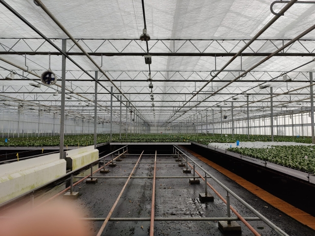 Double H Nurseries - Screening Renovation