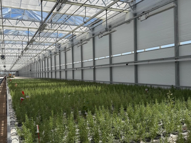Lincolnshire Herbs - Screening Renovation