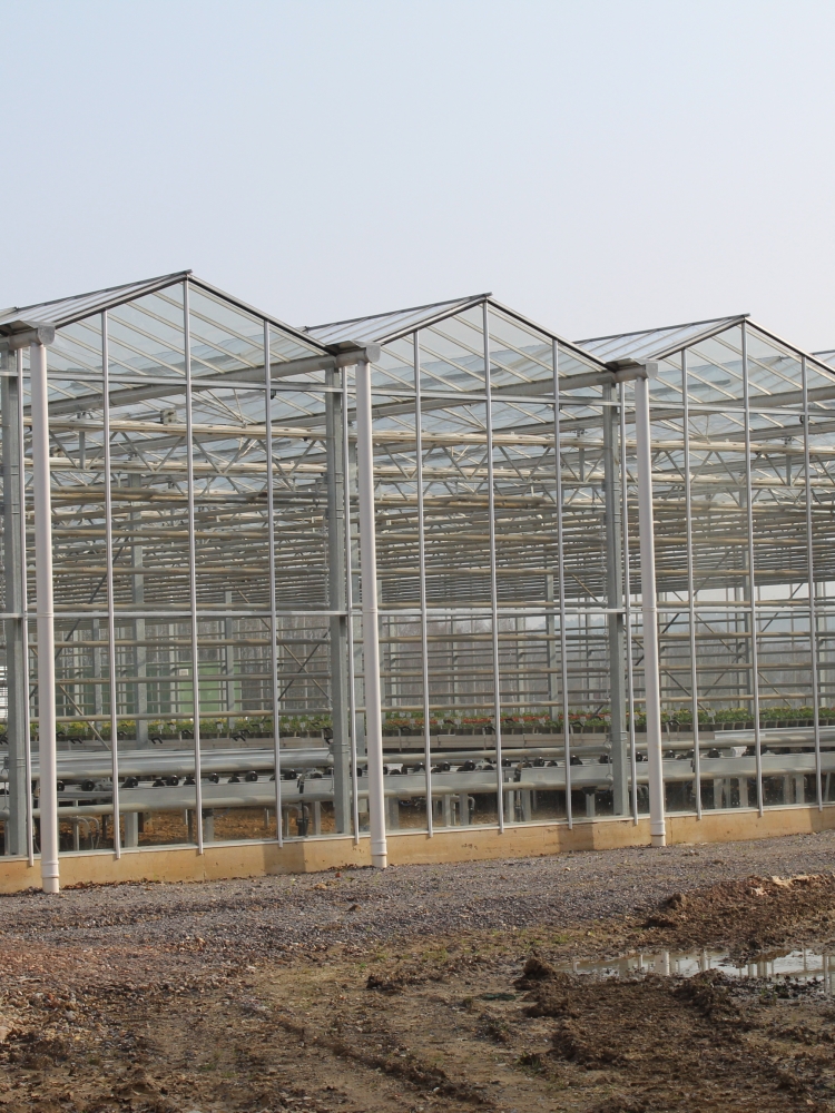 Stewarts Nurseries - Turnkey Glasshouse