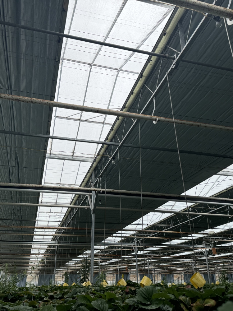 Summer Berry Company - Blackout screening renovation