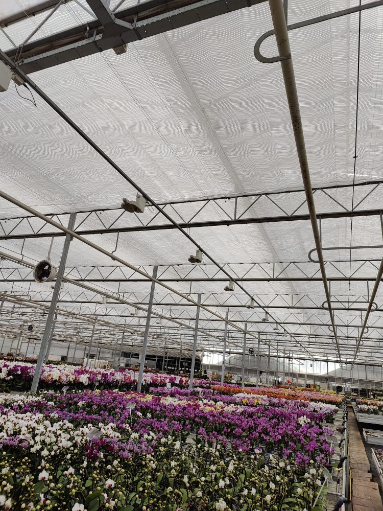 Double H Nurseries - Screening Renovation