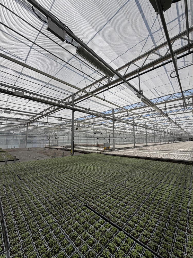 Lincolnshire Herbs - Screening Renovation